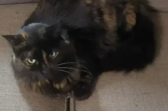 Lost Tortie Cat, Broken Fang - Ninow Rd #3!