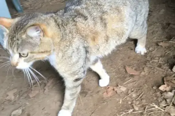 Chat fauve trouvé à Guiscriff - photo