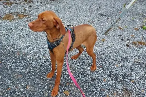 Lost Vizsla in Harrington - Help Find Her!