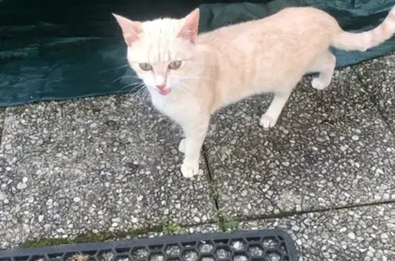 Chatte rousse trouvée à Confolens - photo