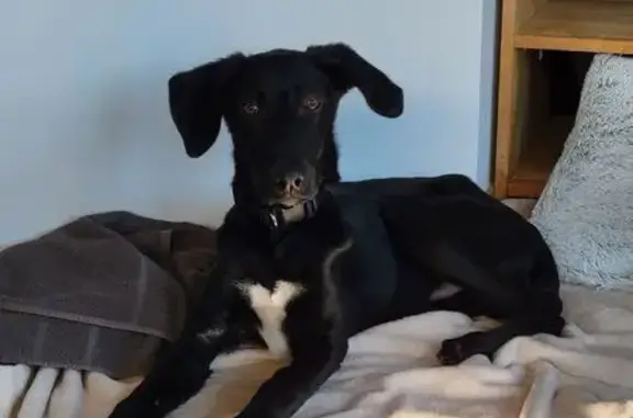 Chien trouvé Andernos-les-Bains, photo: Chiot noir et blanc perdu