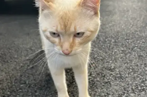 Chat câlin trouvé au Mans - photo