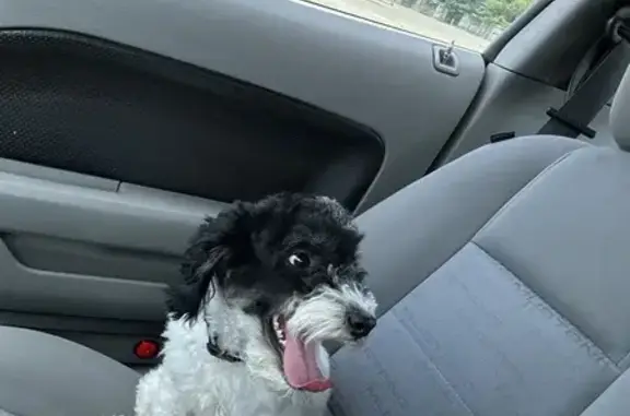 Found Aussiedoodle Marvel in Columbus, OH!