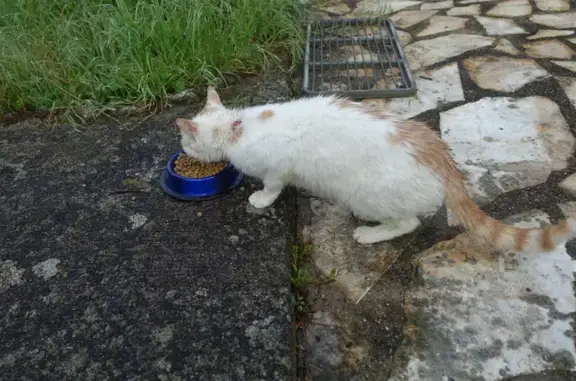 Animaux trouvés Chevilly, photo: Chat sociable trouvé à Chevilly