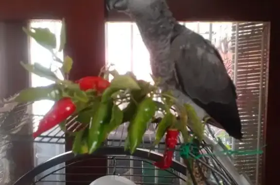 Lost African Grey Parrot - Help Find Tinkerbell!