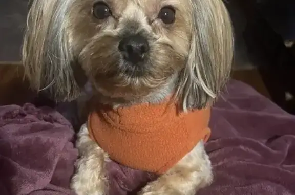 Lost Morkie in Edgewood - Help Find Her!