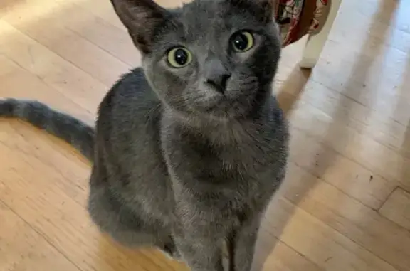 Lost Grey Cat: Spayed, Striped - Kevin Rd, Dracut