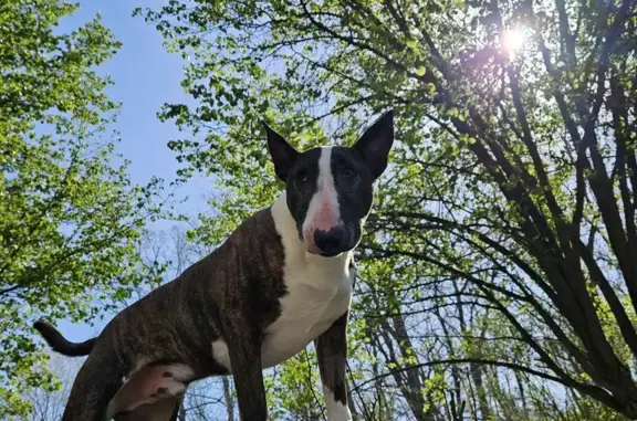 Lost Bull Terrier: Help Find Our Boy!
