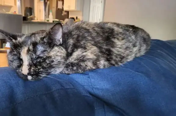 Help Find Lily: Elderly Cat Lost Near 140th!