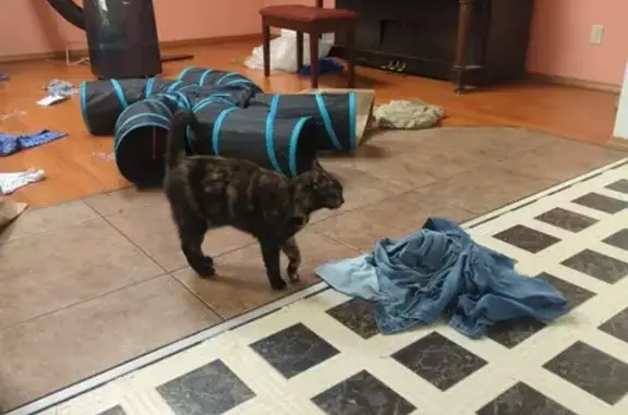 Lost pets , photo: Lost Cat: Black & Brown Female - NE 120th WA