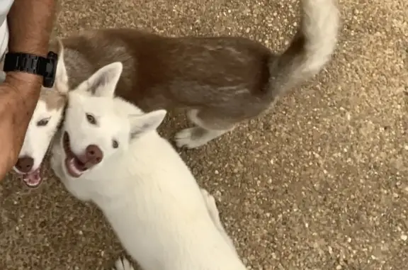 Found Husky Pups in Pearl, MS - Help Home!