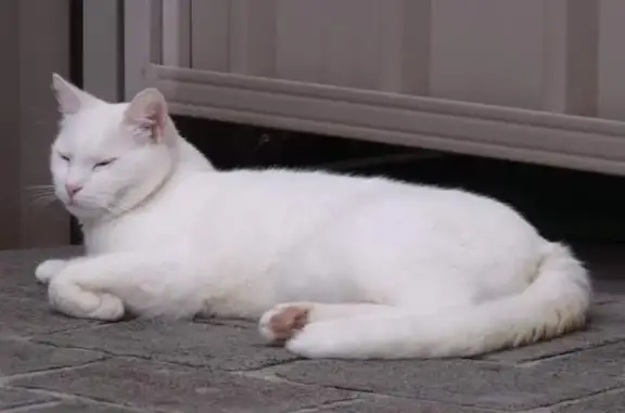 Lost White Cat: Pink Ears, Yel...