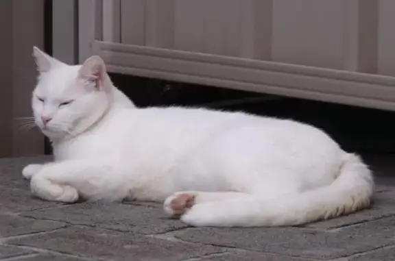 Lost White Cat: Pink Ears, Yellow Eyes - Help!