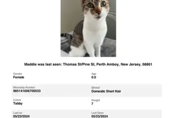 Lost Kitten Alert: Young Tabby - Amboy Ave!