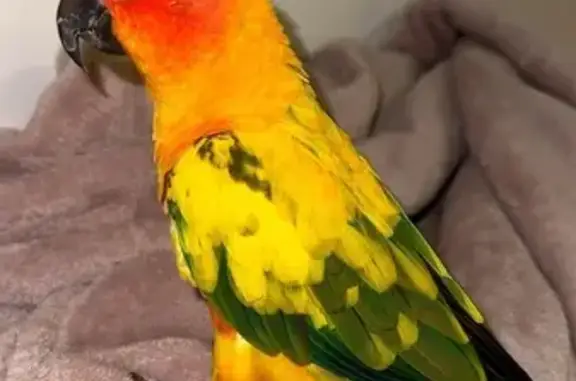 Lost Sun Conure in Fairfield,...