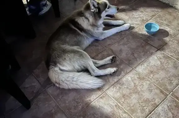 Husky mâle perdu, collier bleu - photo