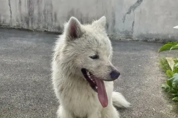 Akita-Husky blanc perdu à Rivery - photo