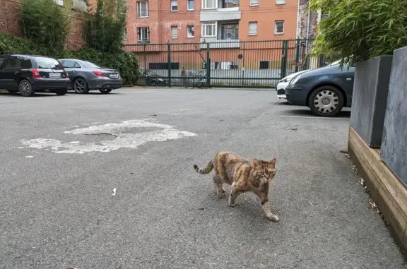 Chat tigré câlin trouvé à Lille - photo