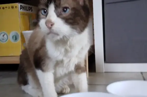 Chat siamois affamé recueilli - photo