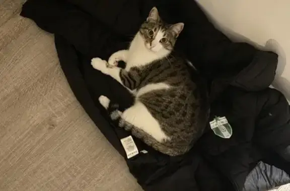 Chat perdu, , photo: Chat Hades disparu à Kerlagatu