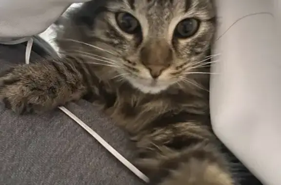 Chat perdu, , photo: Chat tigré perdu à Los Masos