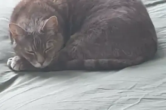 Chat perdu, Lorient, photo: Chat gris perdu: Minette douce