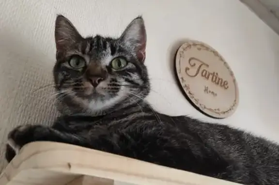 Animaux perdus Bègles, photo: Chat perdu à Bègles, queue blanche