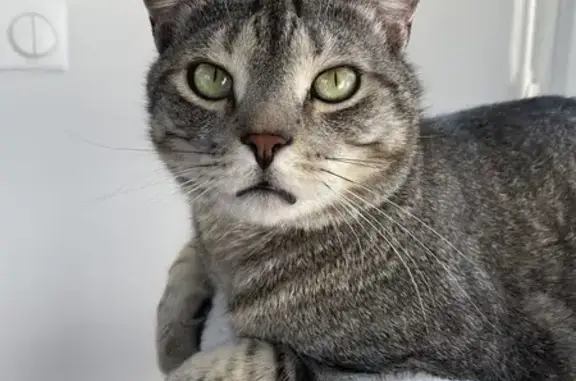 Chat perdu, Haguenau, photo: Chat tigré gris perdu à Haguenau