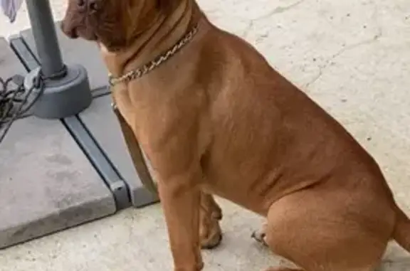 Chien perdu , photo : Chien Cane Corso perdu à Esvres