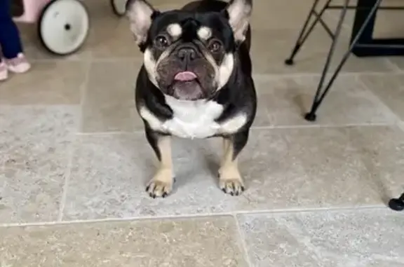 Chien bouledogue perdu - Frais - photo