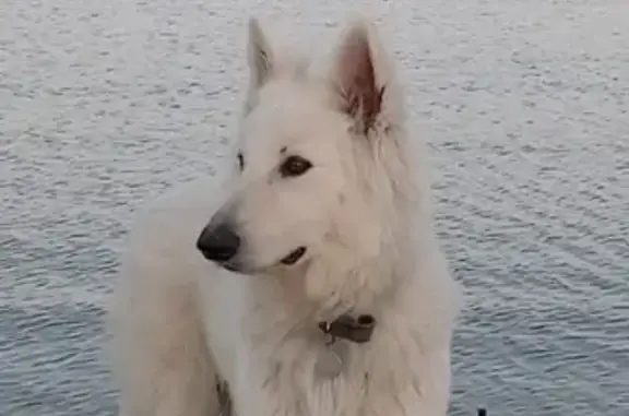 Chien perdu , photo : Berger blanc perdu à Cusy