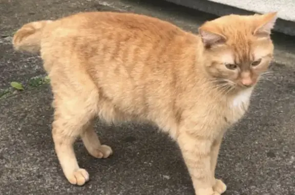 Chat roux sociable trouvé à Tours - photo