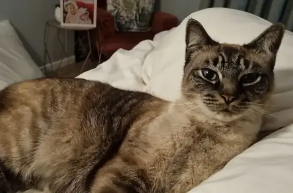 Lost Siamese Tabby: Blue Eyes, Seresto Collar