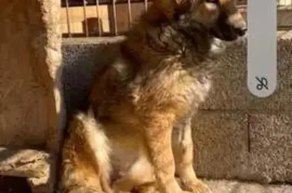 Chien perdu , photo : Chienne perdue à La Chapelle