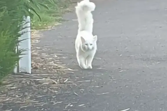Chat Amour perdu près de Gièvres - photo
