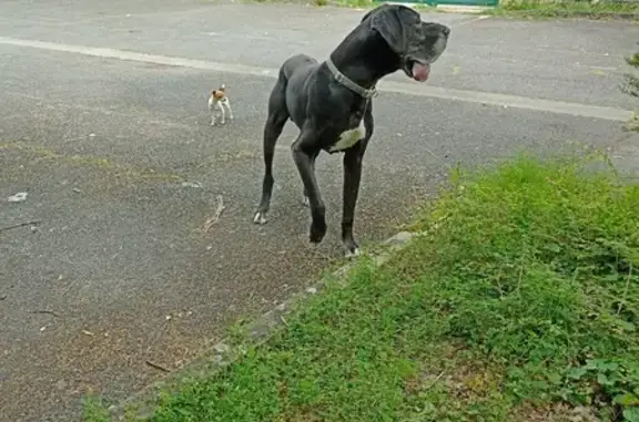 2 chiens errants près St-Seurin - photo