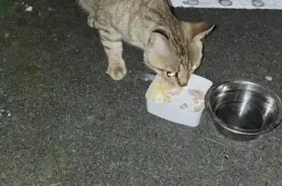 Chat tigré perdu à Niort - photo