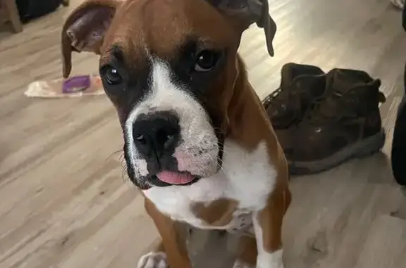 Found Puppy Alert: Young Boxer in Phoenix!