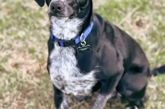 Lost Dog in Sartell: 5yr Old Blue Heeler Mix