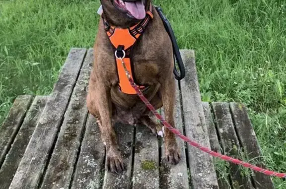 Chien perdu , photo : PERDU: AmStaff Django à Les Hayes