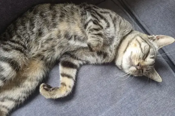 Chat perdu, Paimpol, photo: Chat tigré perdu à Paimpol