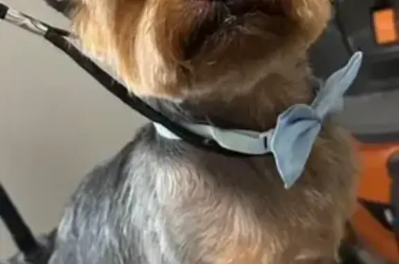 Lost Yorkie: Brown/Black/Grey on Madison Ave!