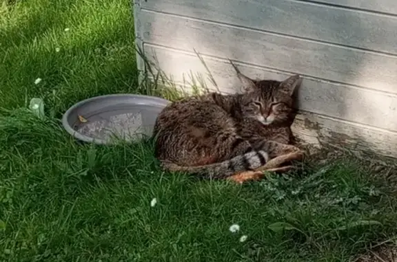 Animaux perdus Casseneuil, photo: Chat Massay blessé disparu