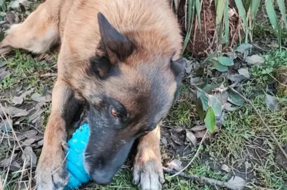 Chien perdu Habsheim, photo : Disparition de Diego, Malinois