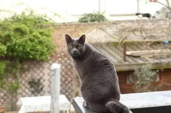 Chat gris géant perdu à Lille - photo
