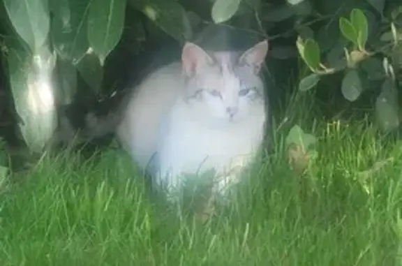 Chat blanc/marron perdu à Ruffiac - photo