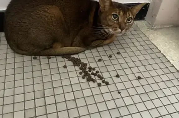 Chat marron trouvé à Vandœuvre - photo