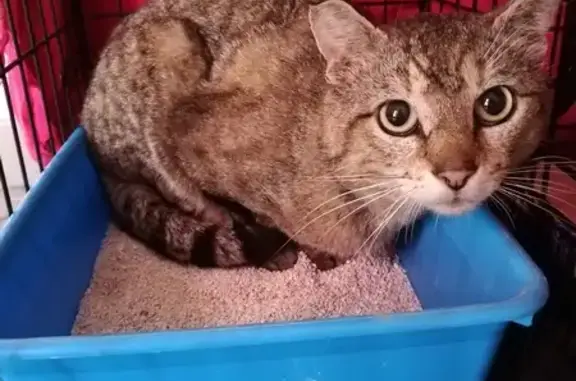 Chat trouvé à Pollionnay - photo