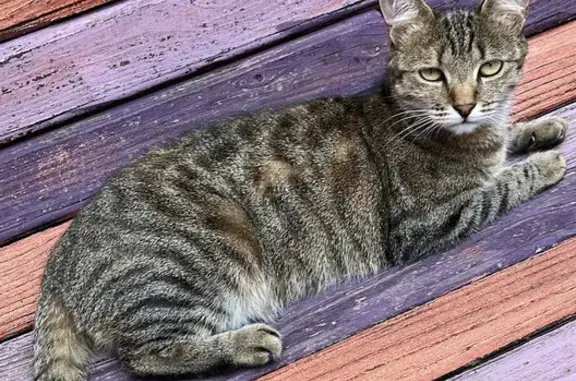 Lost Tabby in Johannesburg: Half-Tail & Chipped!