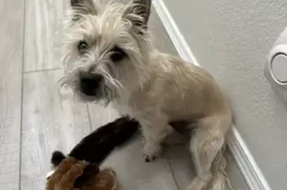 Lost Puppy Alert: Cairn Terrier Near Vineyard CO